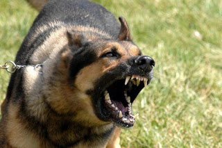 Σκύλος δάγκωσε δημοτική αστυνομικό εν ώρα υπηρεσίας στο Ηράκλειο! - Φωτογραφία 1