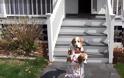 Σκύλος βγάζει κουτάβι… βόλτα με καρότσι! [Video]
