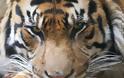WWF: Στο χείλος του αφανισμού η τίγρη της Σουμάτρας