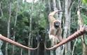 Πίθηκος ακροβατεί σε τεντωμένο σχοινί!