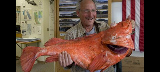 Αμερικανός πάει για βραβείο πιάνοντας ψάρι - μαθουσάλα ηλικίας 200 ετών! - Δείτε φωτο - Φωτογραφία 1