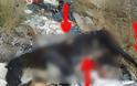 Φρίκη στην Κοζάνη - Κ@θάρματα Δηλητηρίασαν 30 αδέσποτα, έσερναν τα πτώματα στην άσφαλτο για να τα εξαφανίσουν!