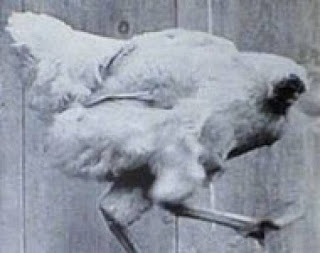 Η εντυπωσιακή αληθινή ιστορία του ακέφαλου κόκκορα! - Φωτογραφία 1