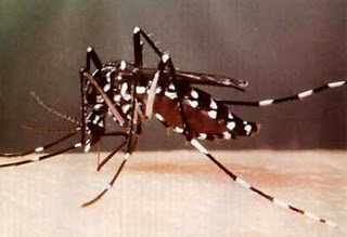 Επικίνδυνο το «κουνούπι Τίγρης» - Φωτογραφία 1