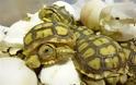 ΑΠΙΘΑΝΕΣ ΕΙΚΟΝΕΣ: Χελωνάκια… σκάνε απ’ το αυγό - Φωτογραφία 1