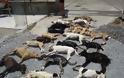 Σητεία: Δηλητηρίασαν 23 σκυλιά μέσα στο καταφύγιο