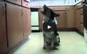 Ένας σκύλος κάνει επίδειξη των εκπληκτικών ικανοτήτων του [Video]