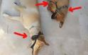 Ένας 27χρονος κατηγορείται για το κρέμασμα τριών σκύλων στο Ρέθυμνο