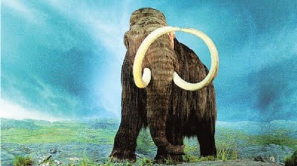 ΑΠΙΣΤΕΥΤΕΣ ΕΙΚΟΝΕΣ: Βρέθηκε ανέπαφο θηλυκό μαμούθ… 39.000 ετών!!! - Φωτογραφία 1
