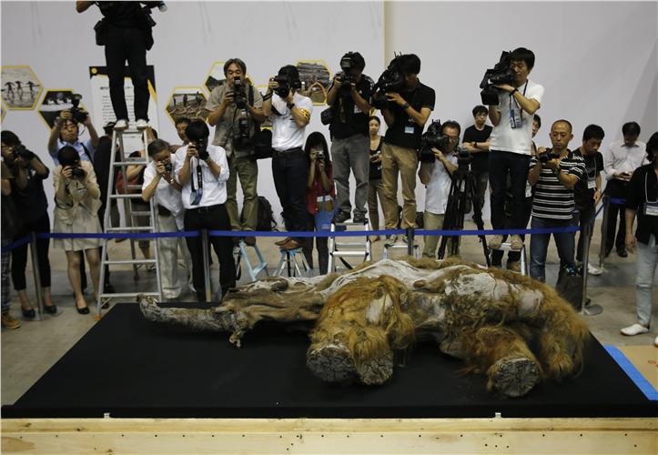 ΑΠΙΣΤΕΥΤΕΣ ΕΙΚΟΝΕΣ: Βρέθηκε ανέπαφο θηλυκό μαμούθ… 39.000 ετών!!! - Φωτογραφία 2