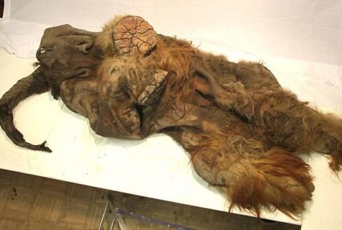 ΑΠΙΣΤΕΥΤΕΣ ΕΙΚΟΝΕΣ: Βρέθηκε ανέπαφο θηλυκό μαμούθ… 39.000 ετών!!! - Φωτογραφία 3