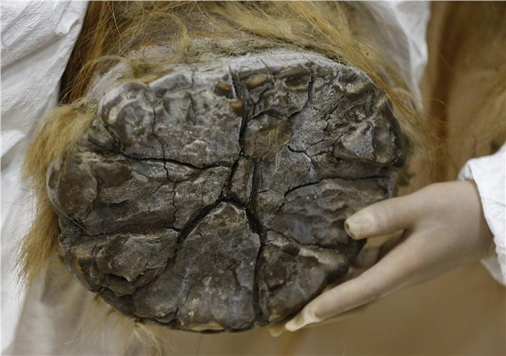 ΑΠΙΣΤΕΥΤΕΣ ΕΙΚΟΝΕΣ: Βρέθηκε ανέπαφο θηλυκό μαμούθ… 39.000 ετών!!! - Φωτογραφία 6