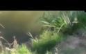 VIDEO: Το επικό άλμα της χελώνας