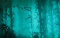 Αρχαίο υποβρύχιο δάσος αποκάλυψε ο τυφώνας Κατρίνα