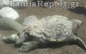 Φθιώτιδα: Καρέτα - καρέτα πιάστηκε σε δίχτυα ψαράδων