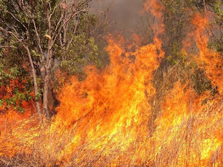 Κρήτη: Σε εξέλιξη μεγάλη φωτιά στην Κάντανο - Επιχειρούν επίγειες και εναέριες δυνάμεις της πυροσβεστικής - Φωτογραφία 1
