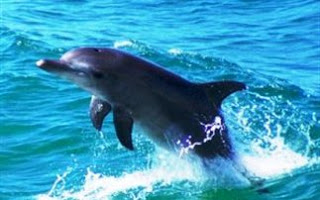 Δελφίνια πεθαίνουν μαζικά στην Ιταλία - Φωτογραφία 1