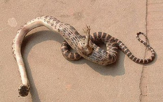 Σοκαριστικό:Φίδι με πόδια Ανακαλύφθηκε στην Κίνα! - Φωτογραφία 1