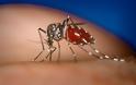 Έγκριση πρόγραμματος καταπολέμησης κουνουπιών για το Δήμο Λαγκαδά