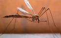 Κουνούπια: Ο ιός του Δυτικού Νείλου απειλεί την Αττική