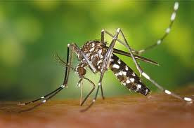 Ποια είναι τα συμπτώματα της λοίμωξης από ιό του Δυτικού Νείλου; Μικρά αλλά χρήσιμα μυστικά για τα κουνούπια - Φωτογραφία 1