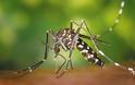 Ποια είναι τα συμπτώματα της λοίμωξης από ιό του Δυτικού Νείλου; Μικρά αλλά χρήσιμα μυστικά για τα κουνούπια
