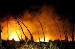 Φωτιά στη περιοχή Νέο Μάζι στο Αλεποχώρι Μεγάρων - Φωτογραφία 1