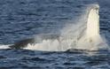 Ψαράς απελευθέρωσε φάλαινα [Video]