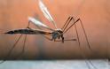 Υγεία: Πώς θα καταφέρετε να διώξετε τα κουνούπια από το χώρο σας