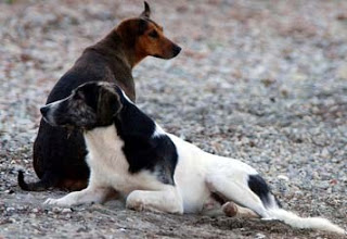 «Kαμπανάκι» κτηνιάτρων για τα αδέσποτα στο Αγρίνιο Eπιστολή του Πανελληνίου Κτηνιατρικού Συλλόγου - Φωτογραφία 1