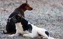«Kαμπανάκι» κτηνιάτρων για τα αδέσποτα στο Αγρίνιο Eπιστολή του Πανελληνίου Κτηνιατρικού Συλλόγου