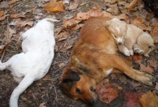 Πουλάνε σκοτωμένα σκυλιά στο κέντρο της Aθήνας! - Φωτογραφία 1