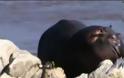 VIDEO: Ιπποπόταμος διασώζει Ζέβρα που διέσχιζε Ορμητικό Ποτάμι