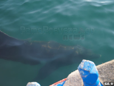 Καλοκαιρινό πρωινό στο λιμάνι της Πρέβεζας παρέα με ένα δελφίνι [video] - Φωτογραφία 3