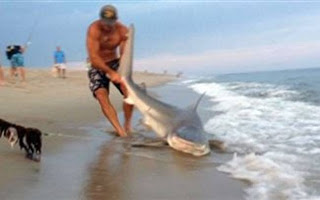 Βίντεο: Πάλεψε με γυμνά χέρια με έναν... καρχαρία! - Φωτογραφία 1