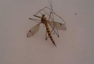 Πάτρα: Αναστάτωση στην Αγυιά - Eμφανίστηκαν κουνούπια που μοιάζουν με το κουνούπι- τίγρη - Φωτογραφία 1