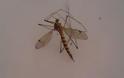 Πάτρα: Αναστάτωση στην Αγυιά - Eμφανίστηκαν κουνούπια που μοιάζουν με το κουνούπι- τίγρη