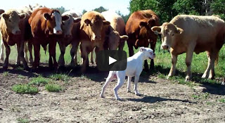 Σκύλος ράτσας boxer έρχεται αντιμέτωπος με αγελάδες [Video] - Φωτογραφία 1