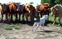 Σκύλος ράτσας boxer έρχεται αντιμέτωπος με αγελάδες [Video]