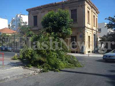 Φαρδύ πλατύ στο πεζοδρόμιο ολόκληρο δέντρο στην πλατεία Δικαστηρίων - Μετά από τροχαίο ο οδηγός ούτε γρατζουνιά - Φωτογραφία 2