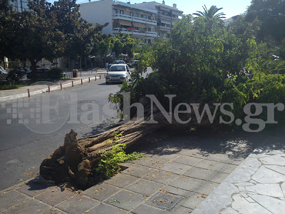 Φαρδύ πλατύ στο πεζοδρόμιο ολόκληρο δέντρο στην πλατεία Δικαστηρίων - Μετά από τροχαίο ο οδηγός ούτε γρατζουνιά - Φωτογραφία 3