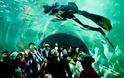 Aqua Planet Yeosu: Ένα εντυπωσιακό ενυδρείο - Φωτογραφία 2
