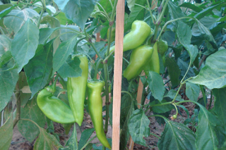 Έκλεψαν… πιπεριές από κήπο - Φωτογραφία 1