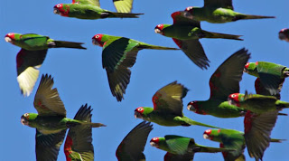 Η Μαδρίτη κηρύσσει τον «πόλεμο» στα ρακούν και τους πράσινους παπαγάλους - Φωτογραφία 1