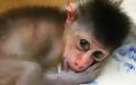 Μαϊμού επιτέθηκε σε παιδί σε ζωολογικό κήπο