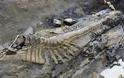 Ουρά δεινοσαύρου βρέθηκε στο Μεξικό ▬ BINTEO