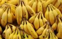 Κύκλωμα εισάγει και διακινεί κοκαΐνη μέσα σε μπανάνες – Βρέθηκαν 480 κιλά σε Ρέντη και Ρόδο