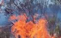 Τώρα: Φωτιά στη Νίψα