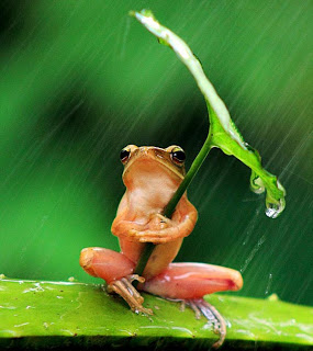 Έξυπνος βάτραχος προστατεύεται από τη βροχή! - Φωτογραφία 1