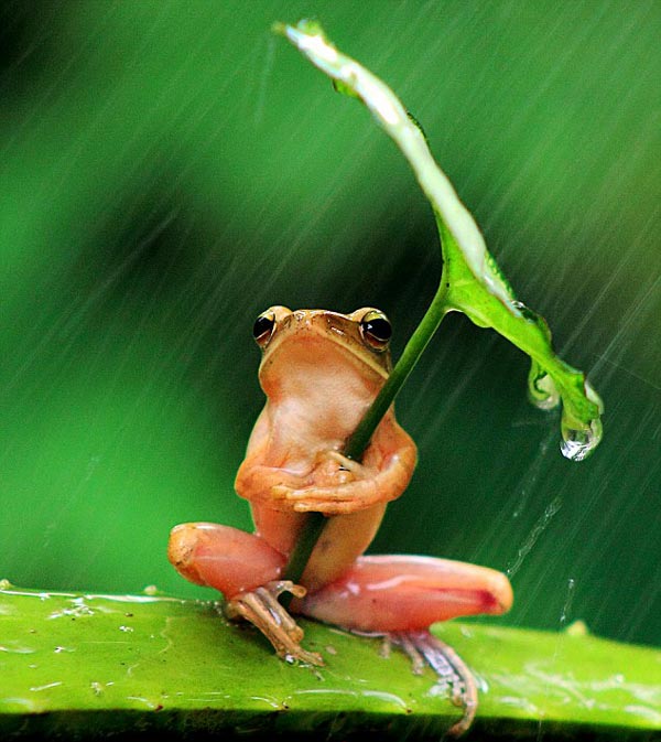 Έξυπνος βάτραχος προστατεύεται από τη βροχή! - Φωτογραφία 2